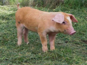 Pinky el latón