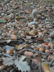 laton-bellotas