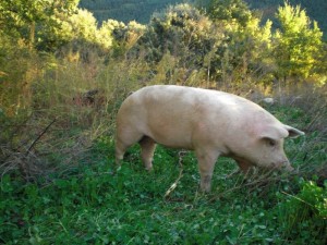 Latón de La Fueva en la hierba otoñal