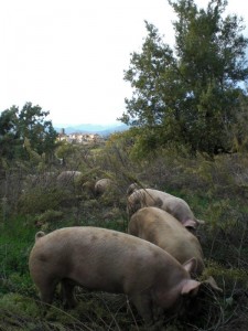 La manada paseando, de fondo el pueblo de Rañín