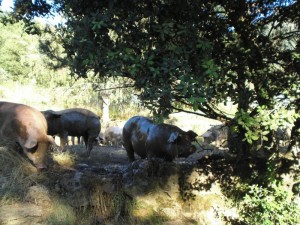 Los lartones se bañan en el barro