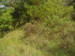 Terreno antes de la crianza del Latón de La Fueva