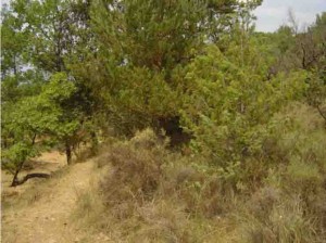 El mismo terreno dutante la crianza de los Latones