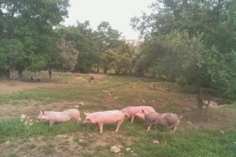 Granja de cerdos en directo – WebCam