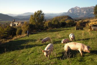 Cerdos del Pirineo, Latón de La Fueva