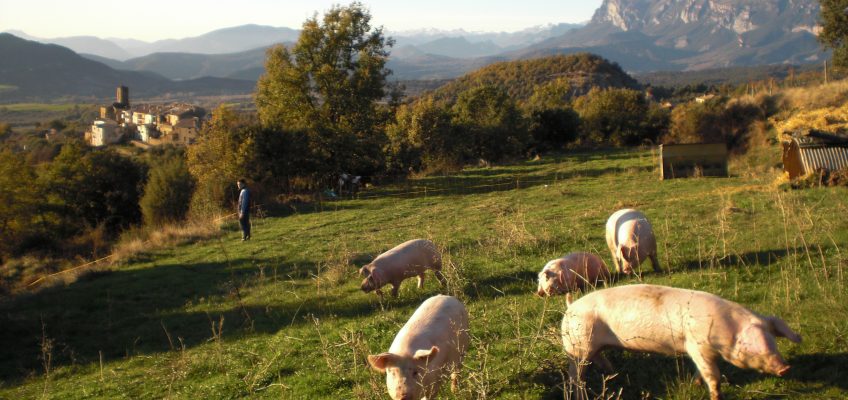 Cerdos del Pirineo, Latón de La Fueva