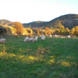 Días de pasto