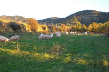 Cerdos de pasto