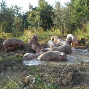 La charca de verano