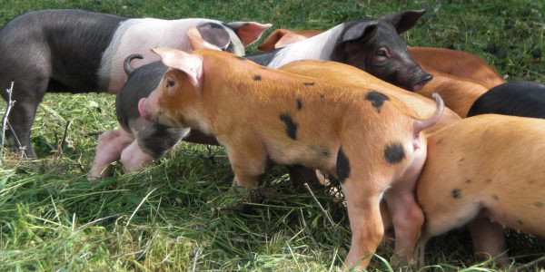 Pequeños latones