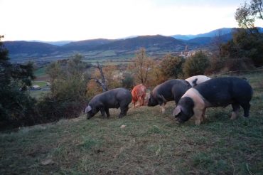 El cerdo «ibérico» del Pirineo