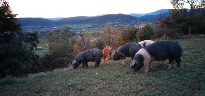 El cerdo «ibérico» del Pirineo