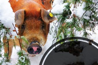 Cerdos en la nieve