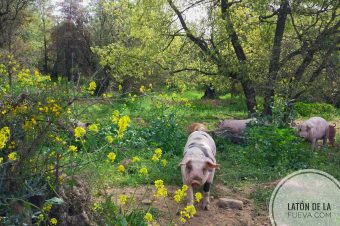 Primavera en el monte del Latón