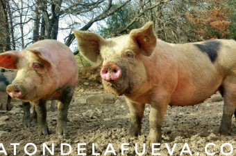 Cómo se adaptan los cerdos al clima adverso