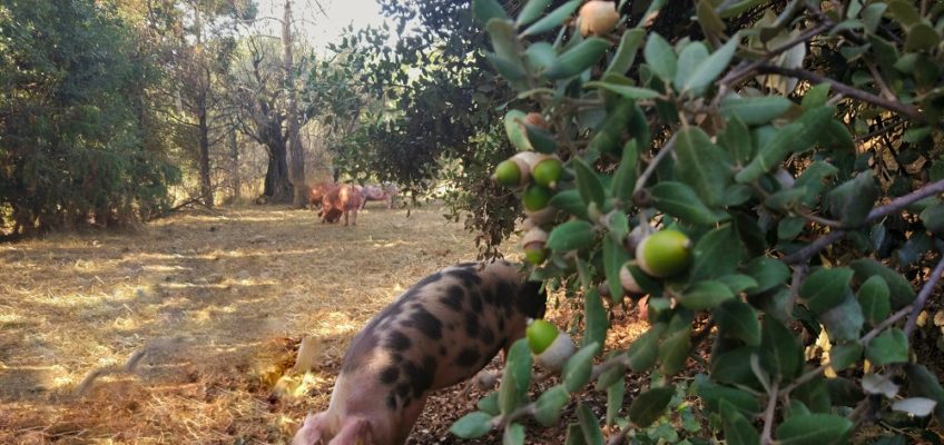 Cerdos criados al aire libre