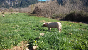 Marzo. Despunta la pradera con los árboles todavía desnudos