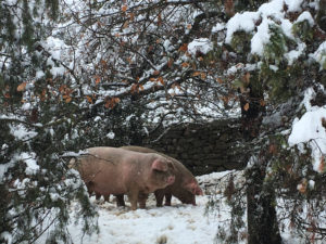 Diciembre. Nieve en el bosque