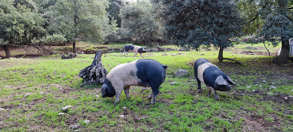 Cerdo Rustico Latón de La Fueva