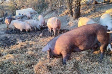 Beneficios de las pequeñas granjas familiares de cría de cerdos extensivos