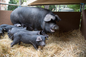 Imagen de una madre con su camada de cerdos