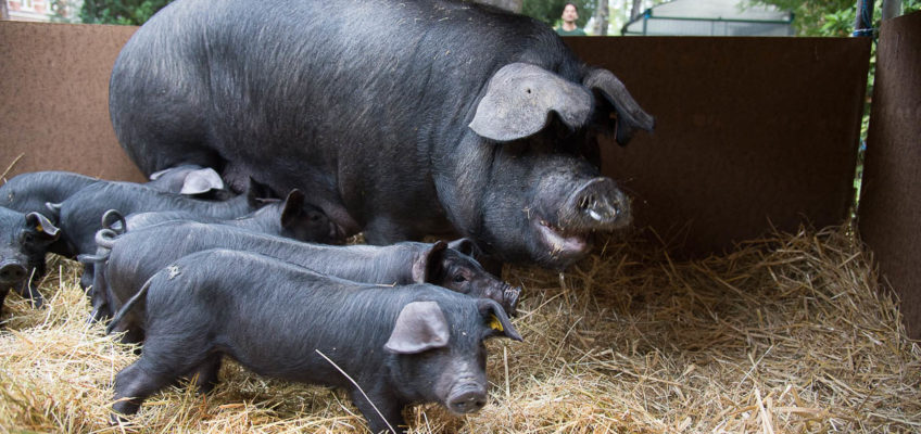 Cerdo Negro de Bigorre – Porc Noir de Bigorre