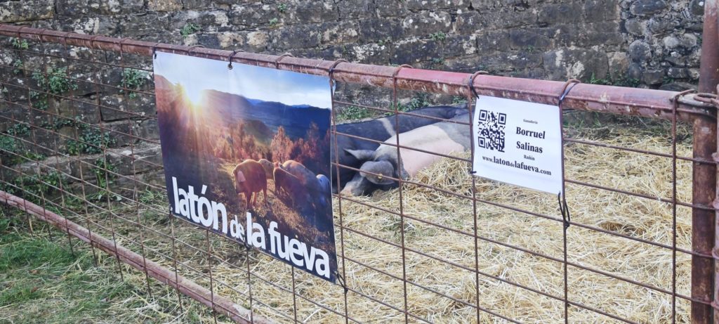 Corral de Latón de La Fueva en el Castillo de Aínsa, con el cartel de la ganadería