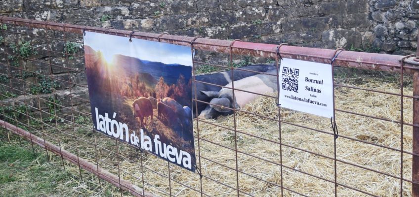 Latón de La Fueva en la XL Expoferia de Sobrarbe, en Aínsa