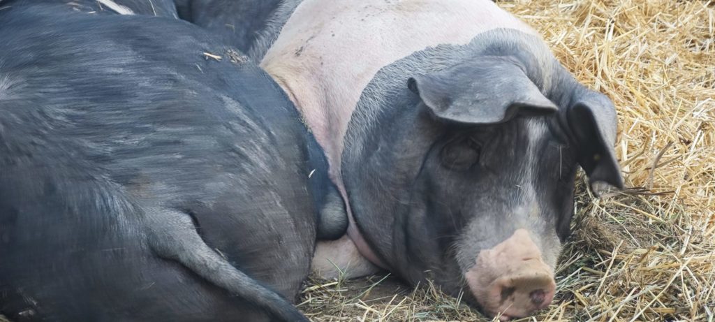 Primer plano de un cerdo latón de raza autóctona tumbado sobre paja