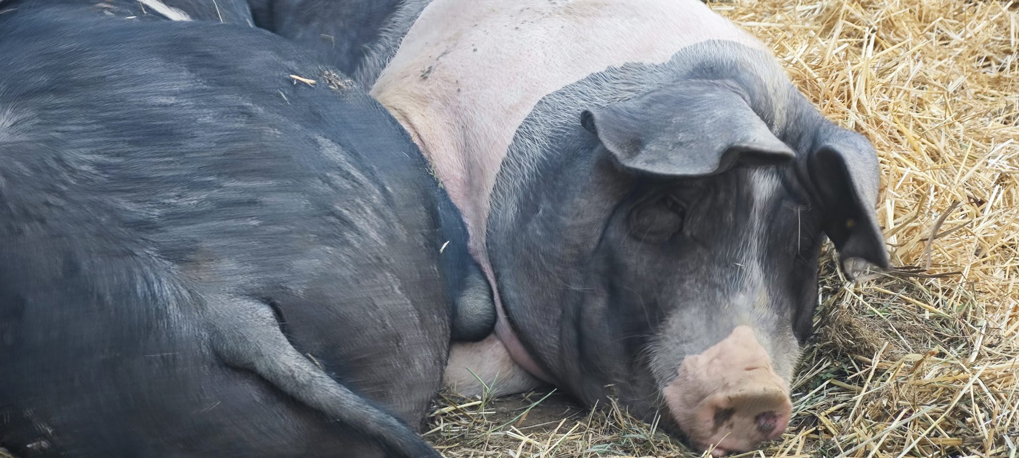 Primer plano de un cerdo latón de raza autóctona tumbado sobre paja