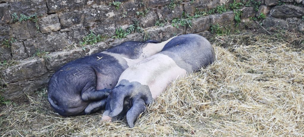 Dos cerdos latón descansando sobre paja junto a un muro de piedra